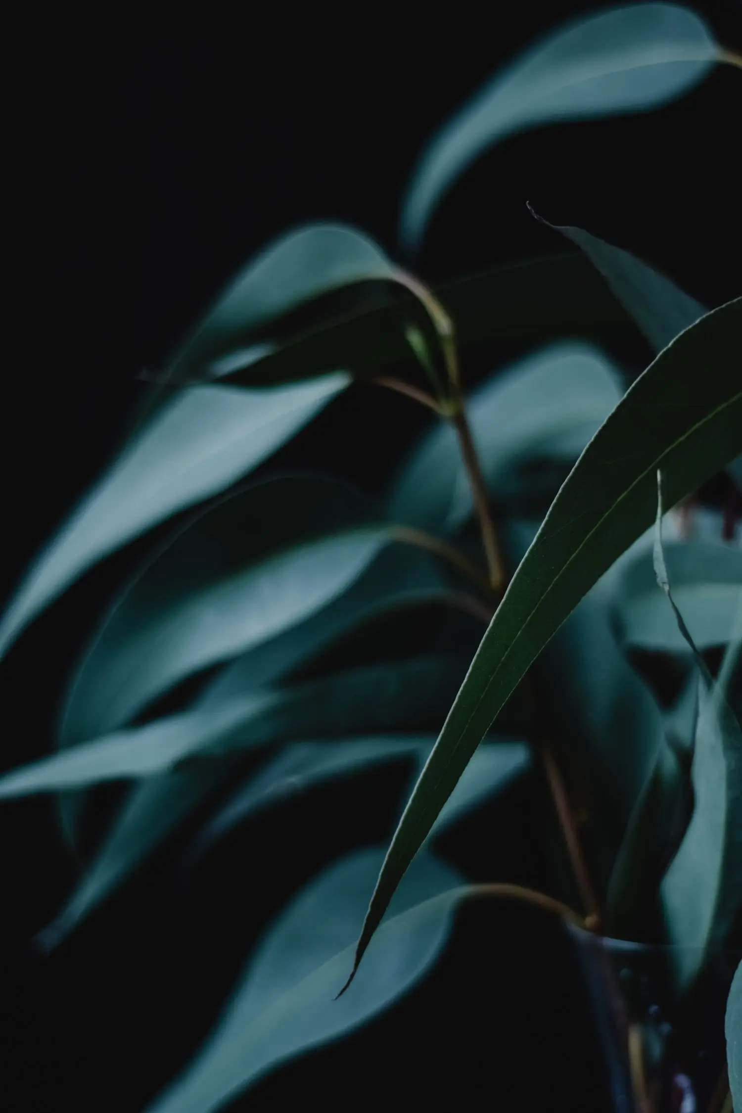 Atmospheric eucalyptus leaves